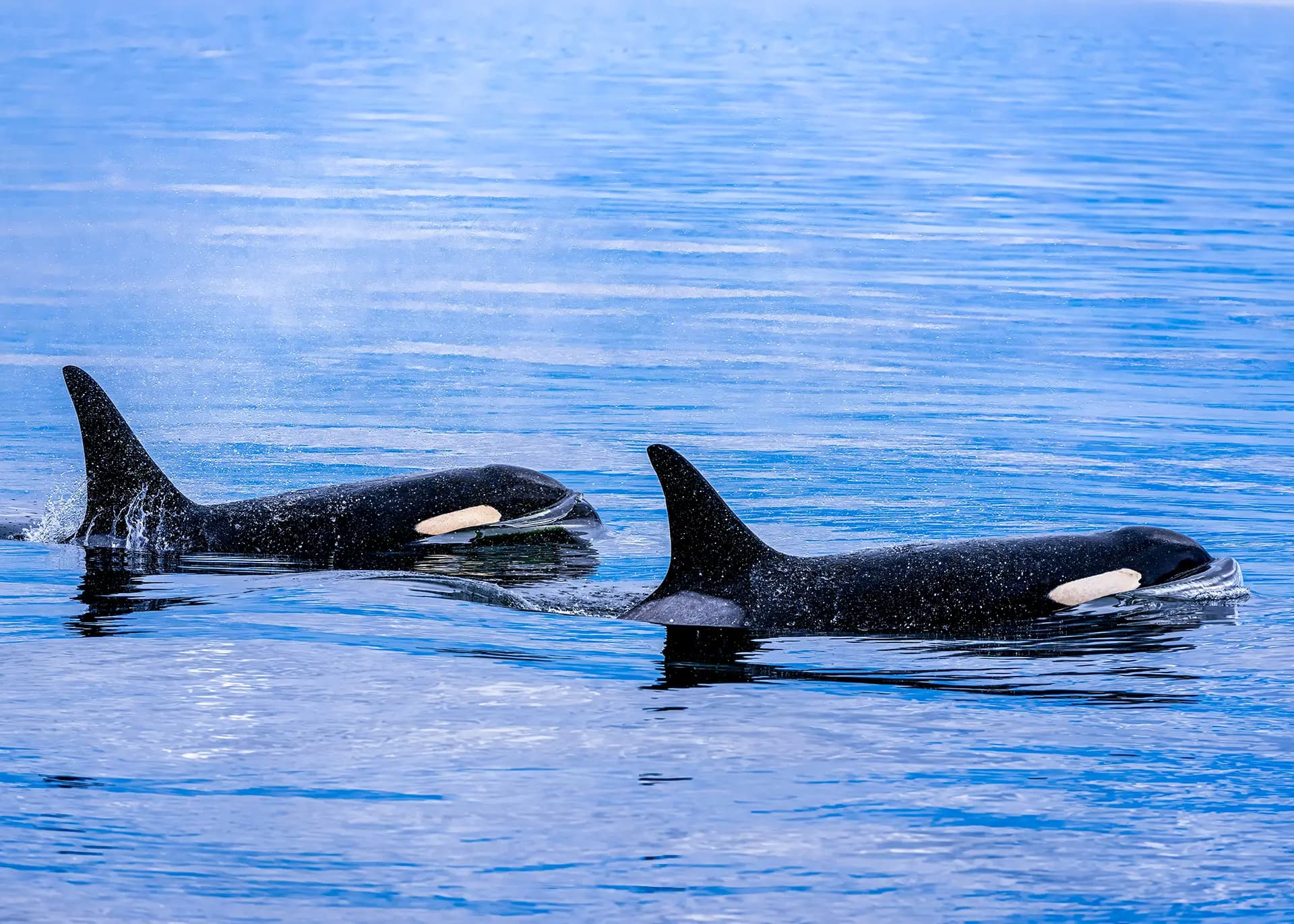 Orcas surfacing in Puget Sound near King County, Washington
